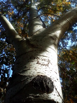 strom